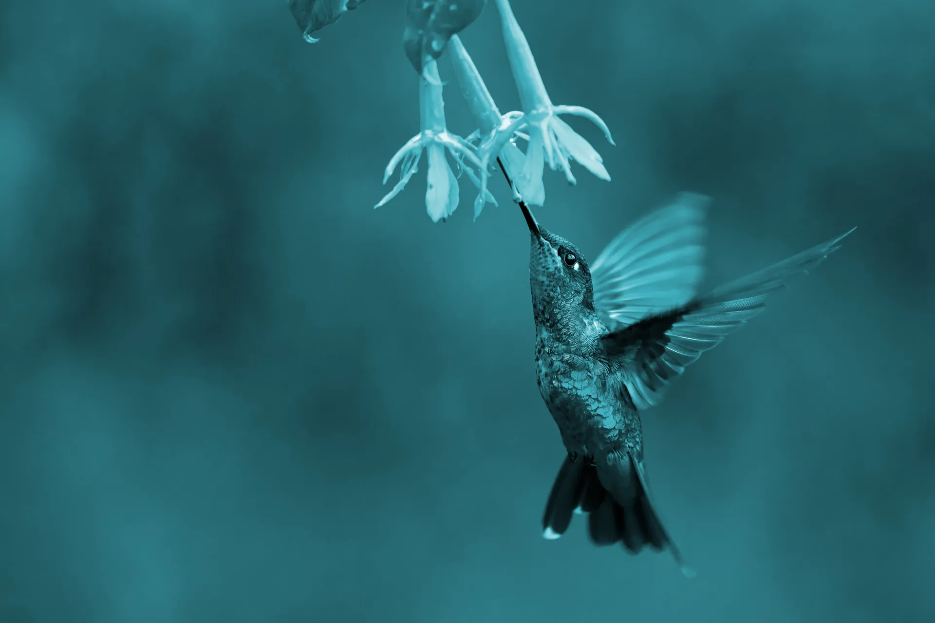 Background Image depicting agile in nature, showing a Hummingbird in flight.